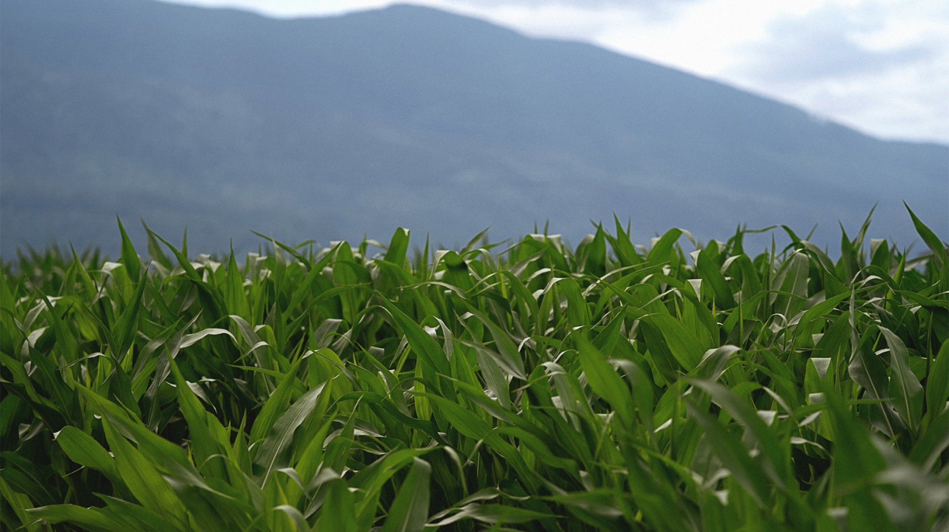 Chilliwack: A Lot More Than Corn.