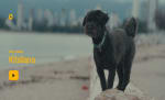 'DogTours: Kitsilano' Article