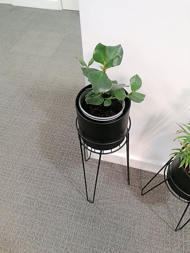 green leaf plant with black pot