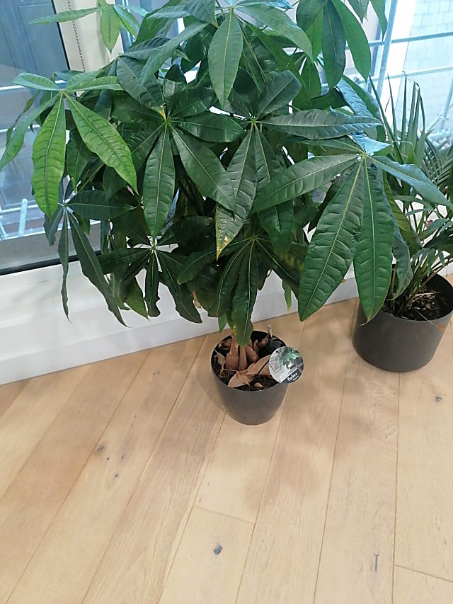 green leaf plant with pot