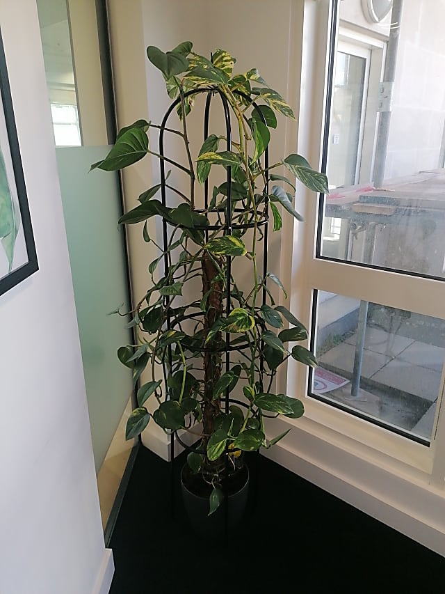 green leaf plant with black pot