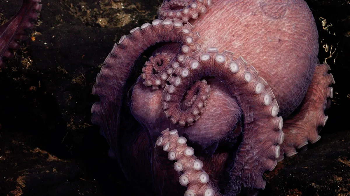 Pescador luco con un pulpo que lo asfixiaba.