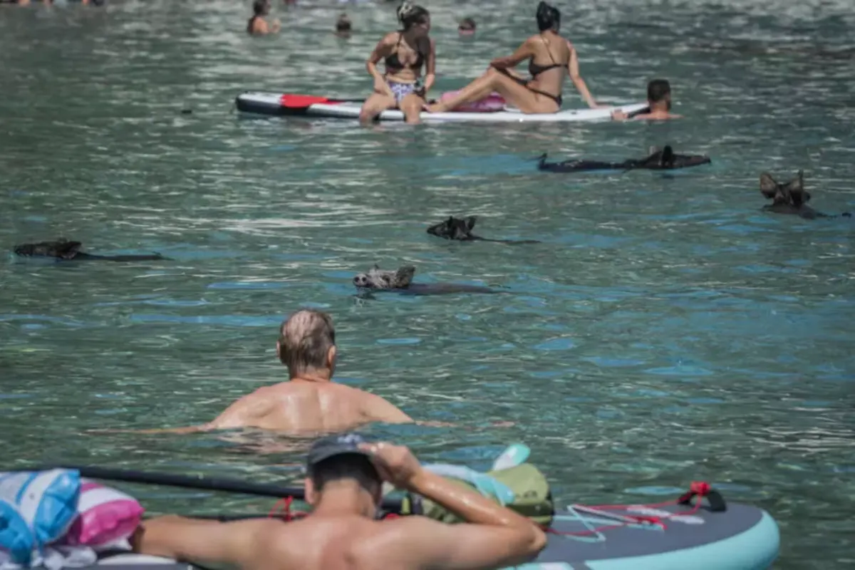 Cerdos negros nadando en el mar junto a turistas en la isla griega de Atokos
