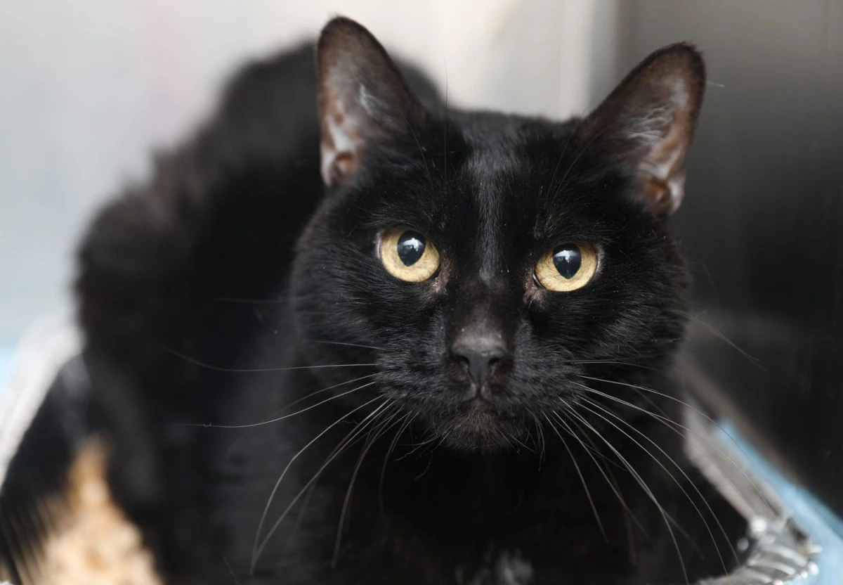 Gato negro, protagonista del Día del Gato Negro que se celebra cada 27 de octubre