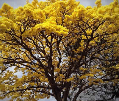 El Araguaney - Arbol oficial de Venezuela