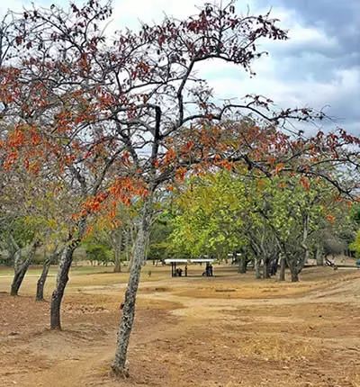 Arbol de cañafístolo