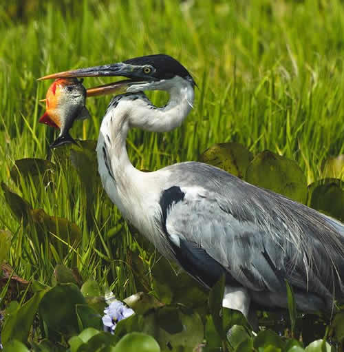 Aves y peces - Hato El Cedral