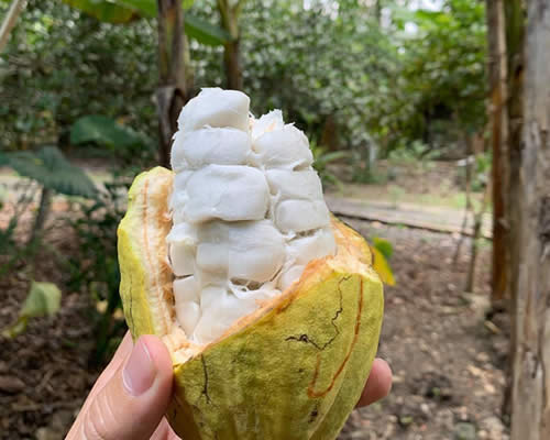 Barlovento - Mazorca de cacao