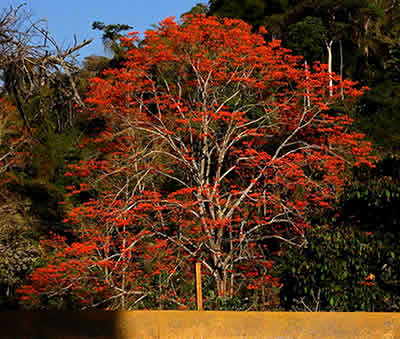 Bucare Ceibo - Arbol emblemático de Mérida