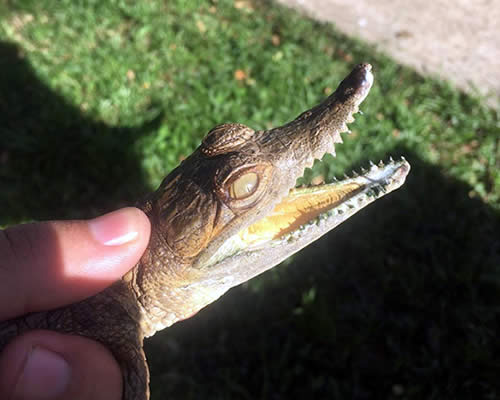 Bebé de Caimán - Estación Biológica Hato El Frio Bebé de Caimán - Estación Biológica Hato El Frio
