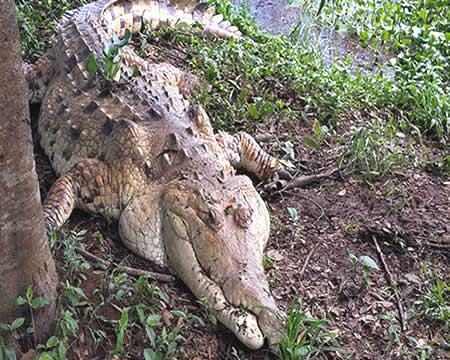 Caimán del Orinoco - Caño Guaritico