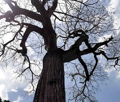El Cedro - Arbol emblemático de Barinas