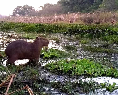 Chigüire (Capibara) - Hato El Frío
