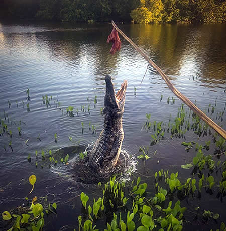 Alimentando cocodrilos - Hato El cedral