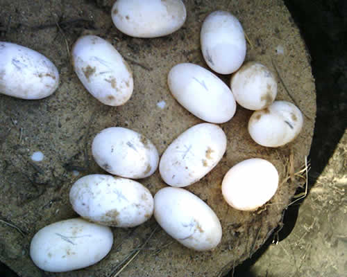 Huevos de Caimán - Estación Biológica Hato El Frio Huevos de Caimán - Estación Biológica Hato El Frio
