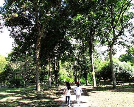Camineria en el Jardín Botánico de Mérida