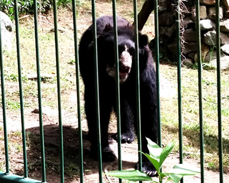Oso frontino.