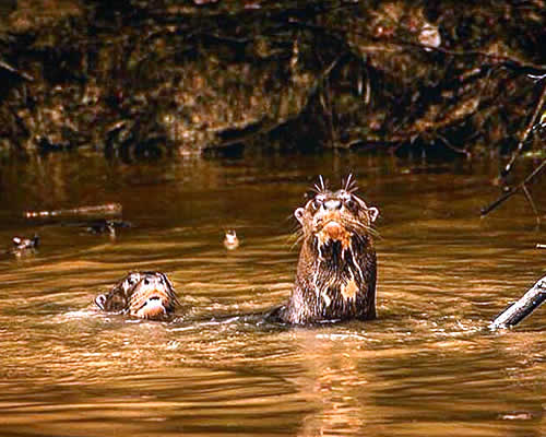 Perro de agua - Caño Guaritico