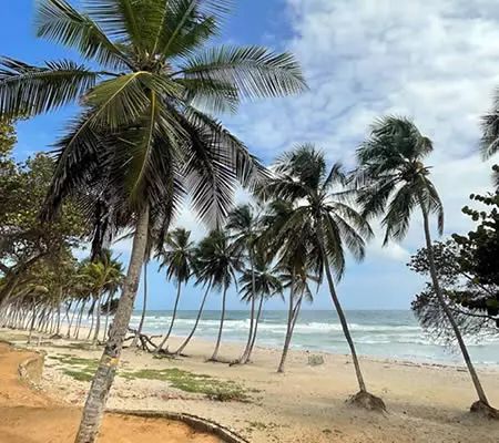 Playa con palmeras - Playa El Agua