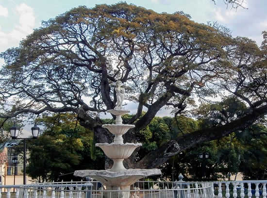 El Samán de la Plaza Sucre de Táriba