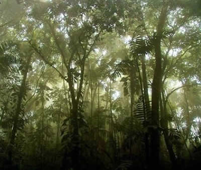 Vegetación del Parque Nacional Henri Pittier