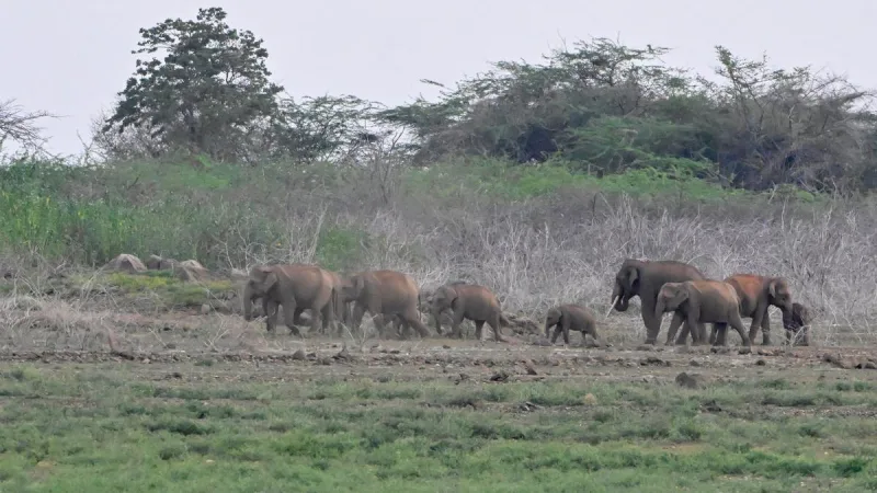 Why Elephants Need Clear Paths 🐘