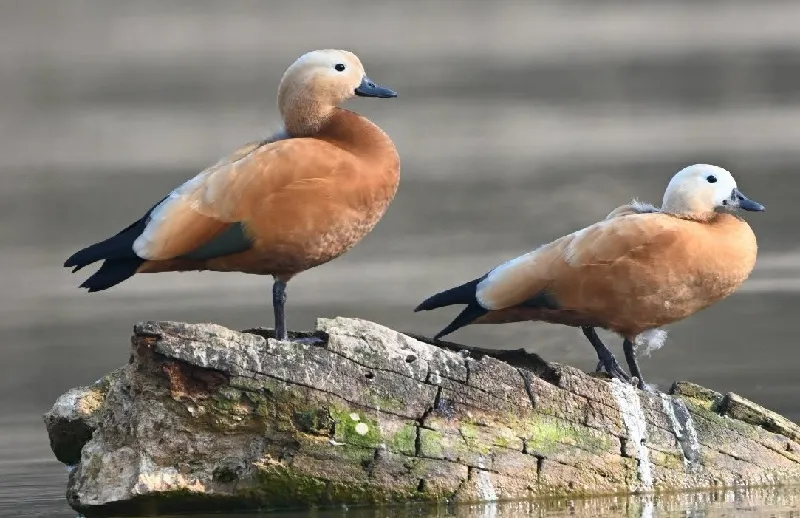 Why Are Some Indian Wetlands Now Protected Worldwide? 🌍