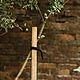 Gardman Round Tree Stake 1.2m x 35mm