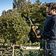 DeWalt DCMHT520N 18V XR Mini 20cm Hedge Trimmer Body Only