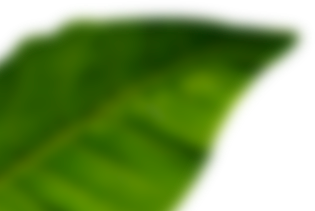 lG1-light