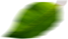 lG4-light