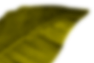 lY1-dark