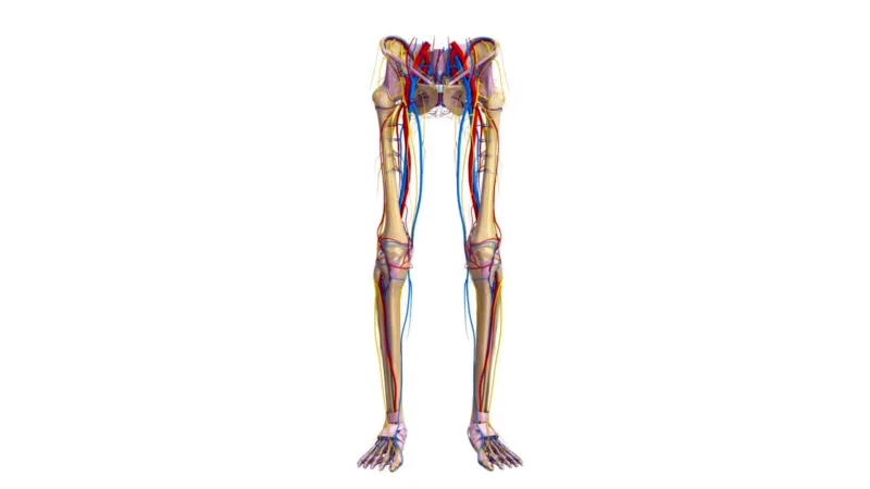 Venous vs Arterial Disease