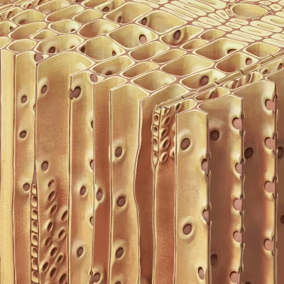 Soft Wood Cell Structure Close Up