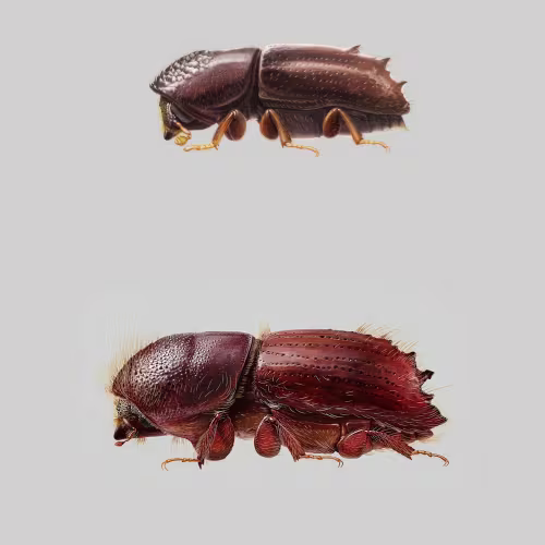 Bark Beetles in Forestry: Ips typographus & Pityogenes chalcographus