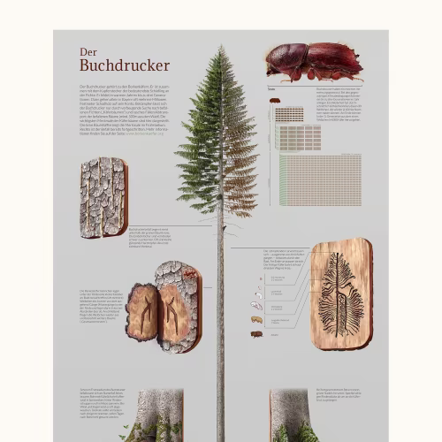 European spruce bark beetle (Ips typographus)