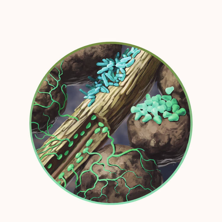 Azospirillum, Arthrobacter & Rhizophagus