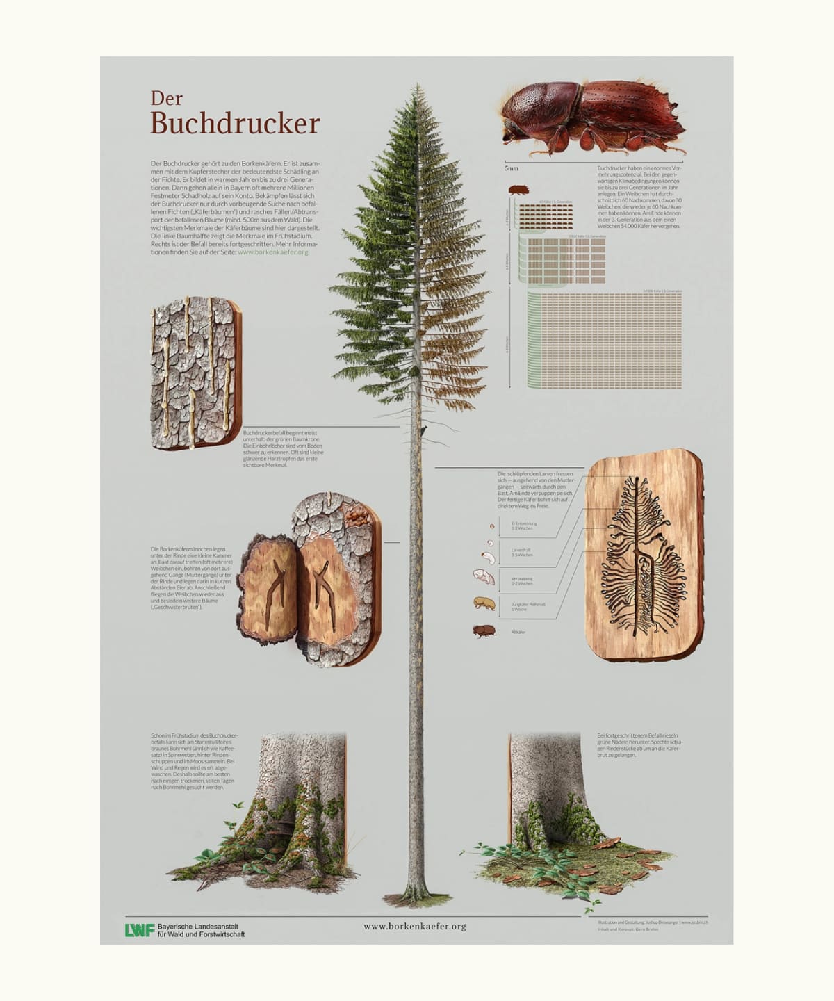 Borkenkäfer Infoposter
