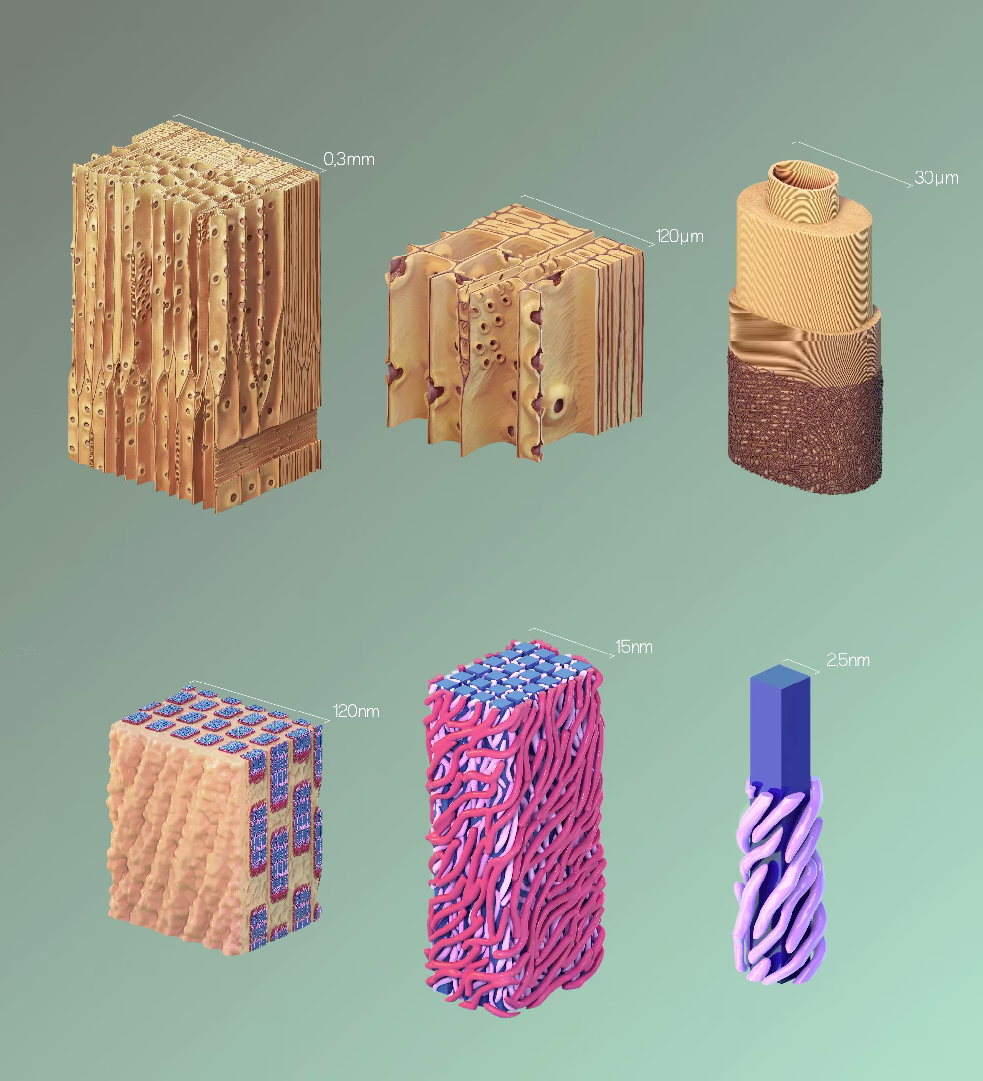 Wood Cell Structures