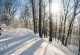 Verschneiter Winterwald im Sonnenschein