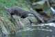 rhoen-gersfeld-wildpark-otter