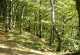 Rhön-Rundweg 9 Tann (Rhön) Wald im Ulstertal
