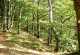 Rhön-Rundweg 11 Tann (Rhön) Wald im Ulstertal