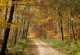 Rhön-Rundweg 1 Großenlüder Herbst in der Bollheide