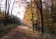 Rhön-Rundweg 5 Gieseler Forst Nord Herbst im Gieseler Forst