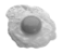 Eggs.svg