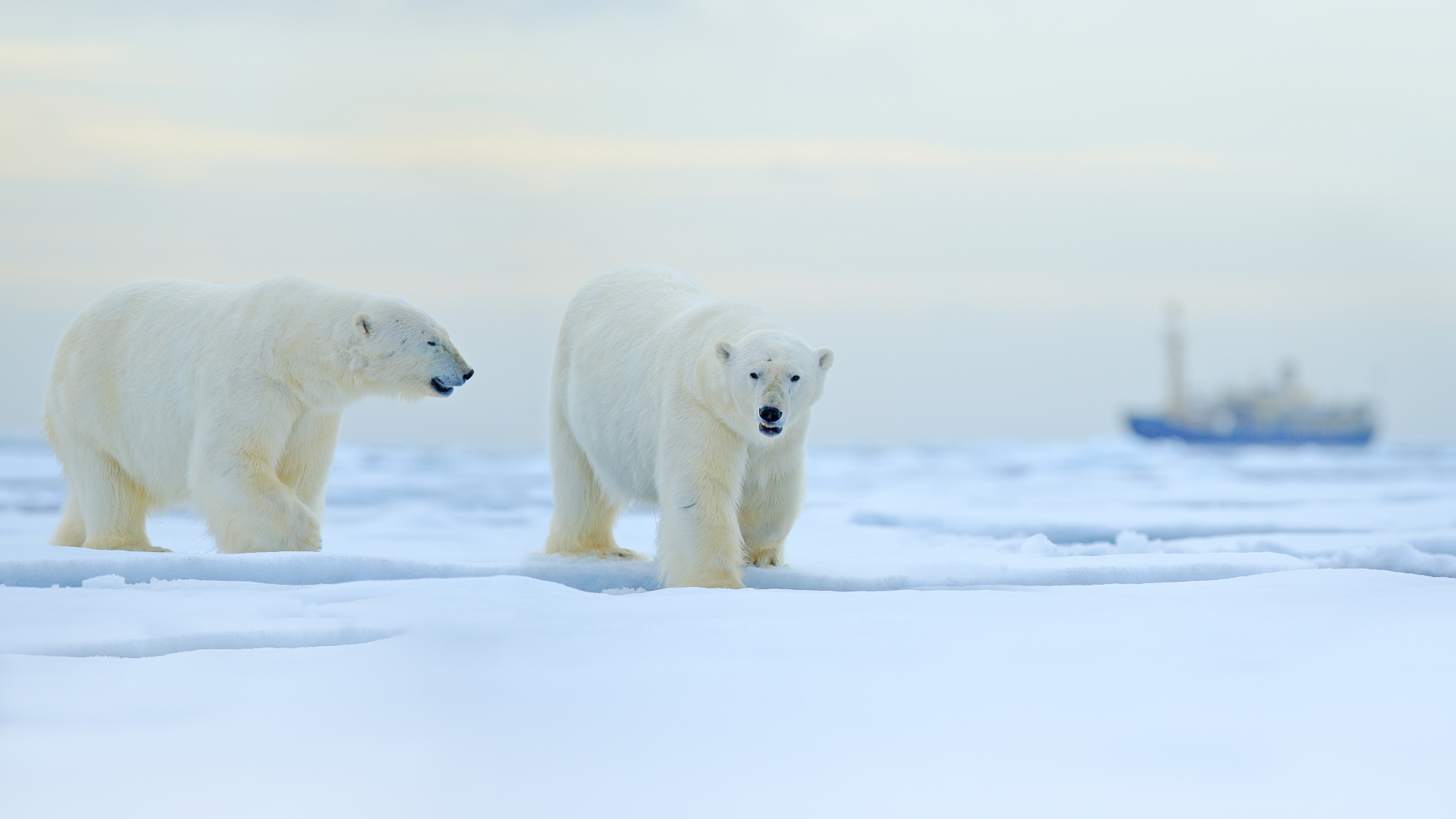 Private expedition luxury travel Svalbard Arctic polar bear wildlife high Arctic Norway