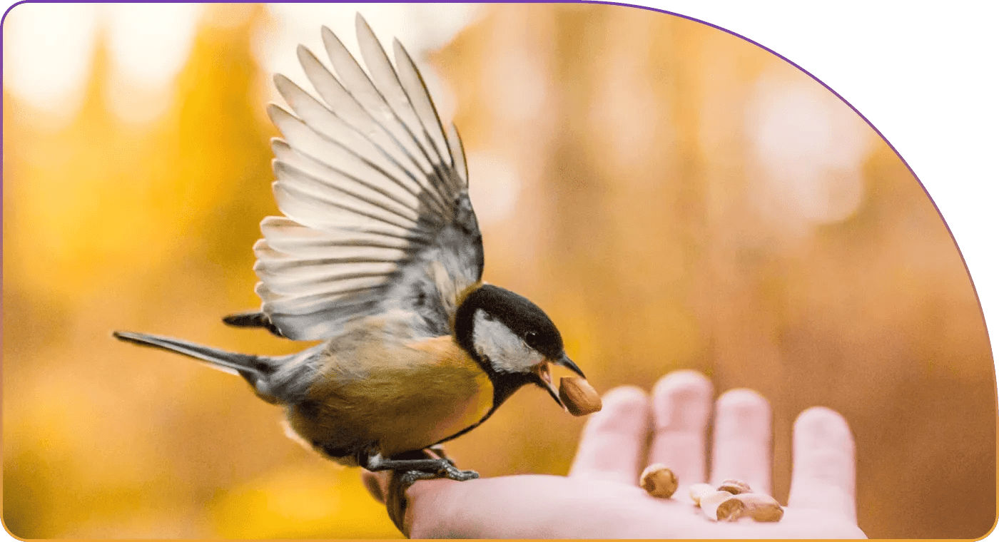 bird-eating-from-a-hand