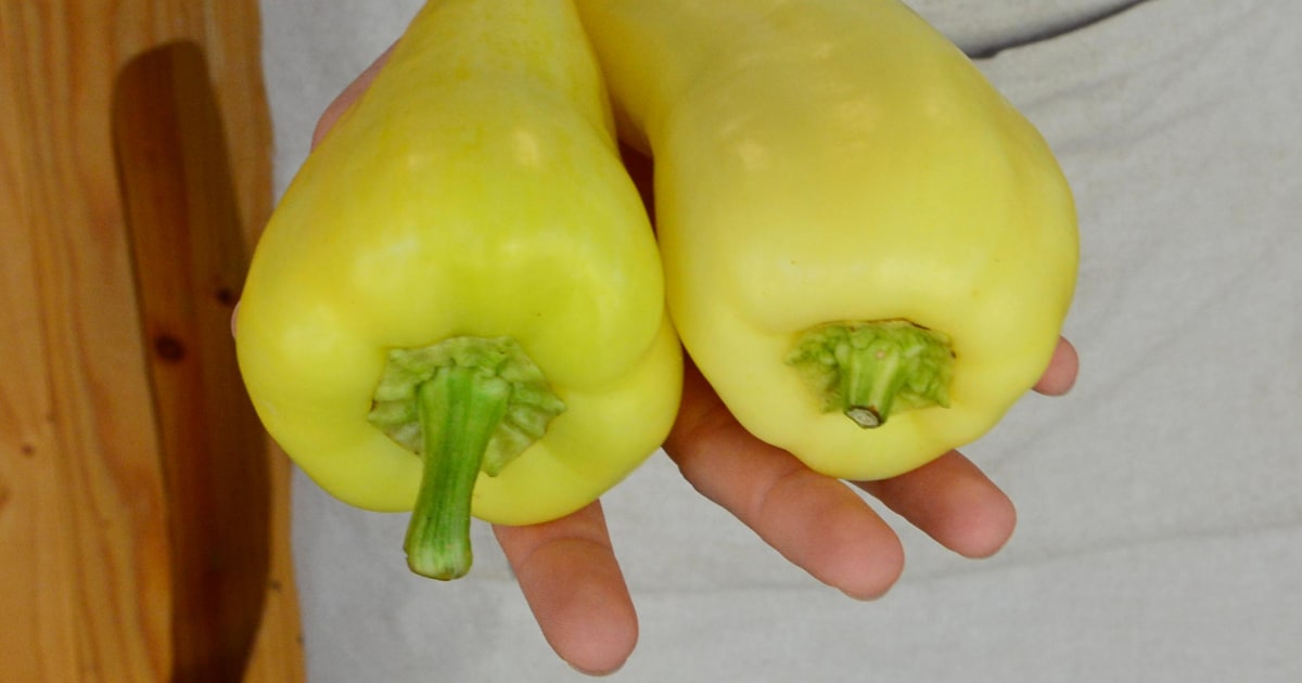 Rumena paprika babura • Rifuzl