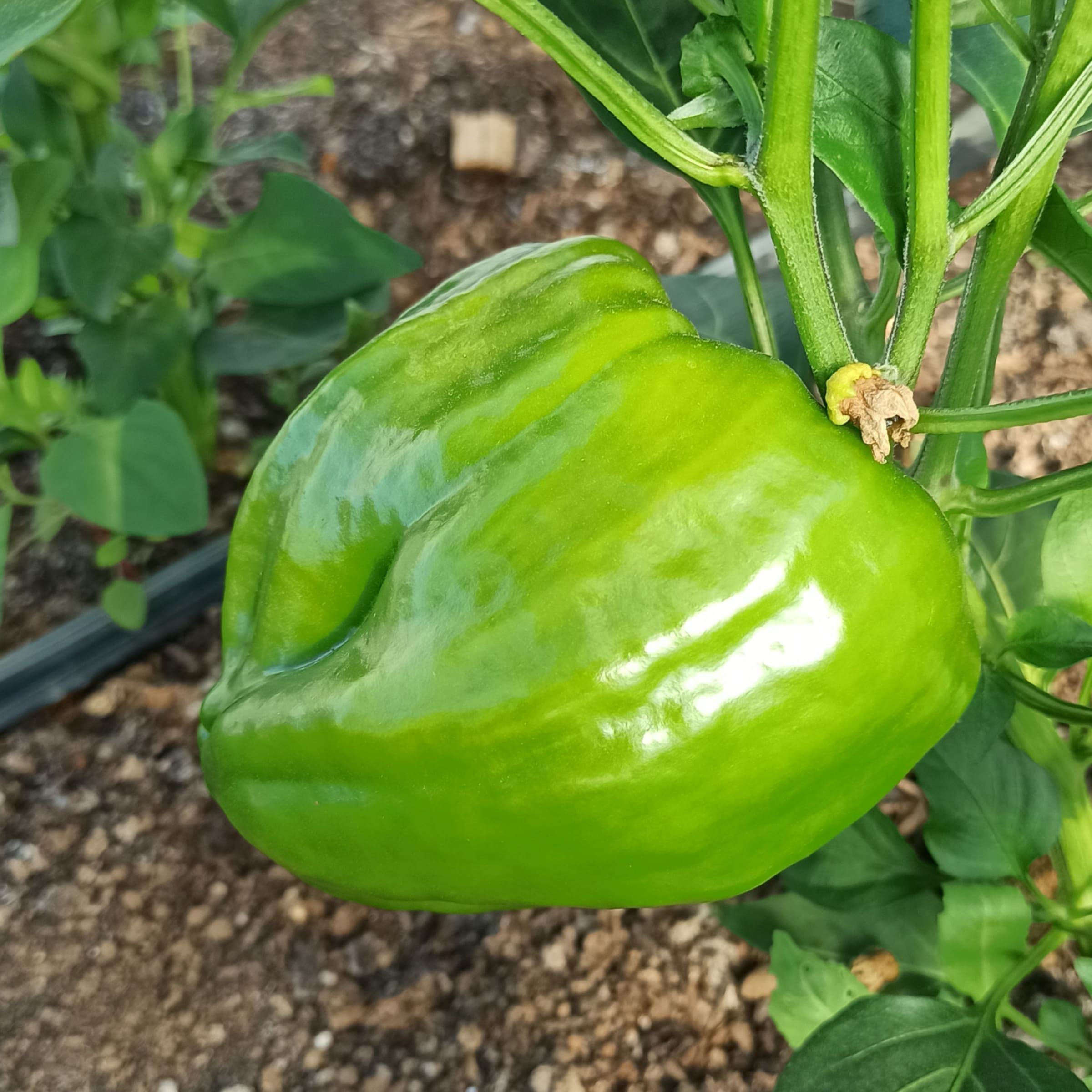 Zelena paprika (babura) • Rifuzl